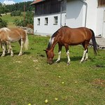 Pferdefüttern