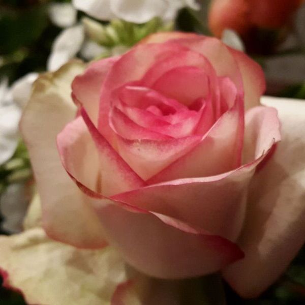 Marienmonat / U.Schaden Rose