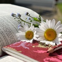 Margariten auf Buch